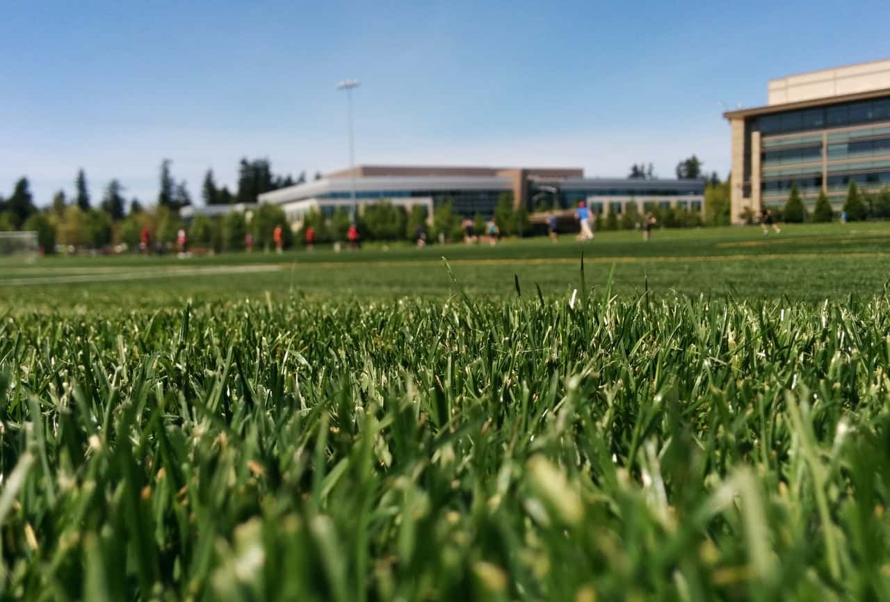 St. Augustine Lawn Turf Grass